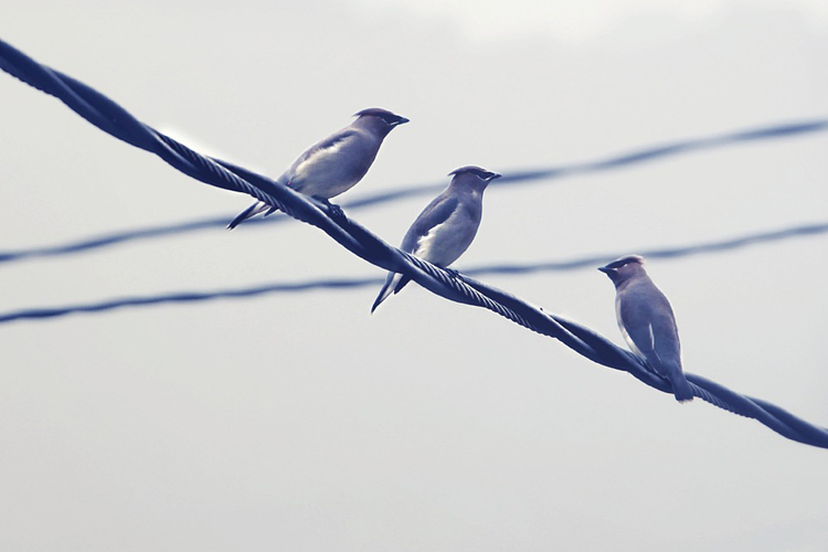 pájaros posados en un cable