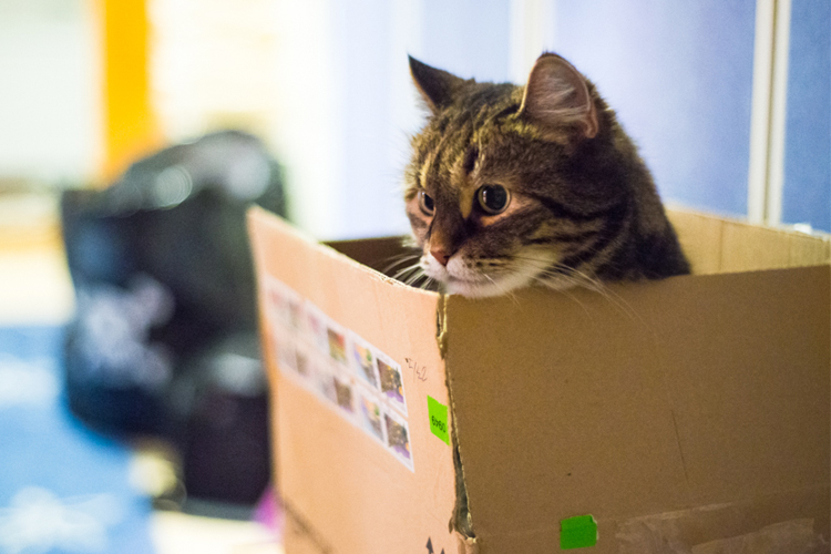 gato en una caja de cartón