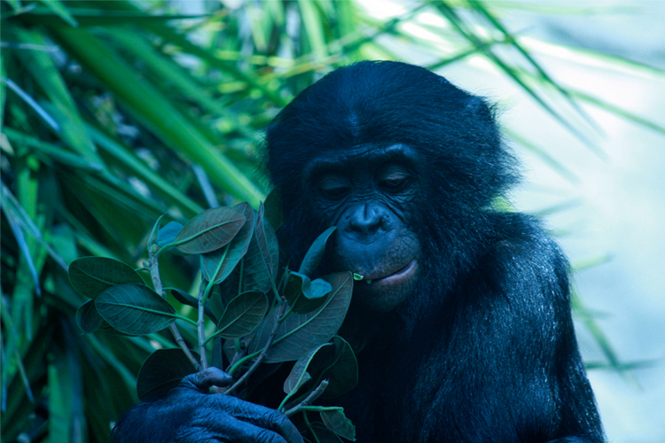imagen de un bonobo junto a un arbusto