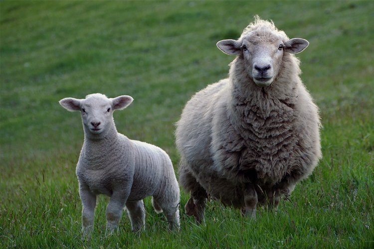 ovejas en un prado
