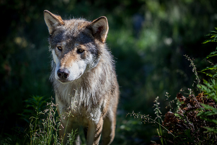 Imagen de un lobo sin manada acompañante