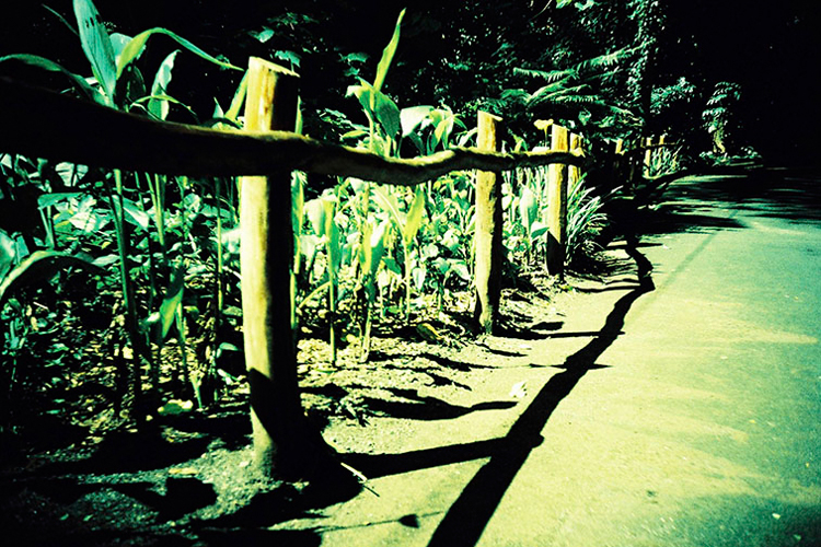Fotografía de un sendero vallado con troncos, con vegetación abundante al otro lado