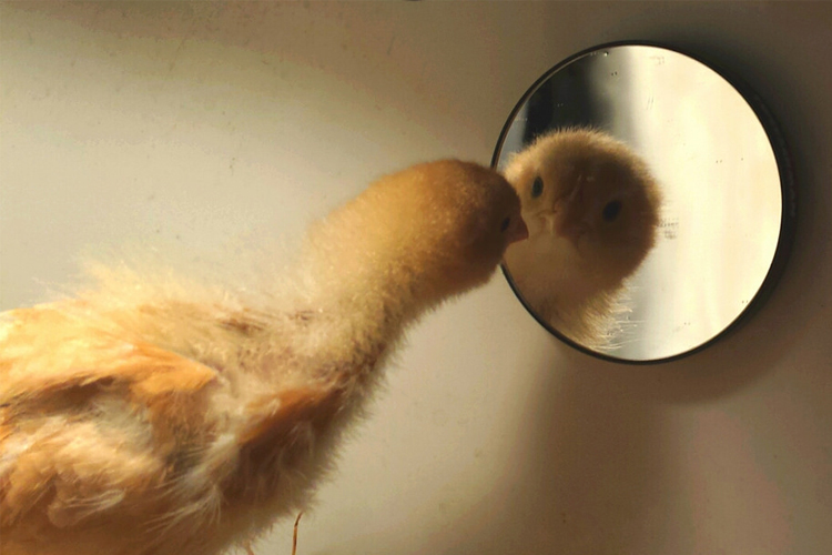 Pollo mirándose al espejo.