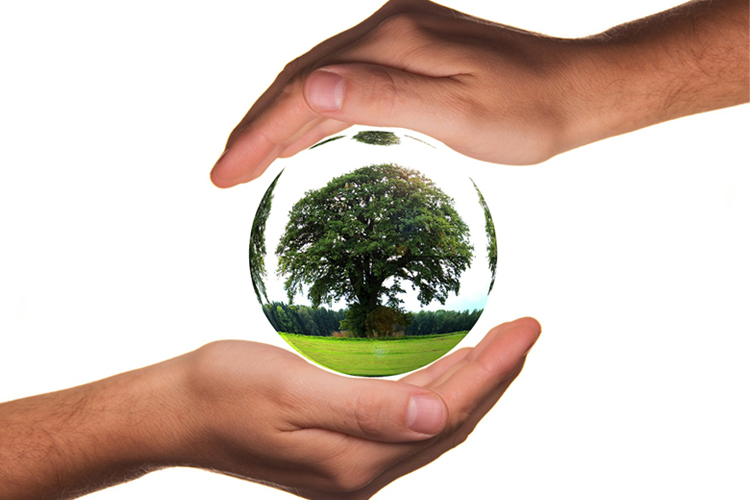 Dos manos sostienen una bola de cristal que contiene un prado presidido por un árbol frondoso.
