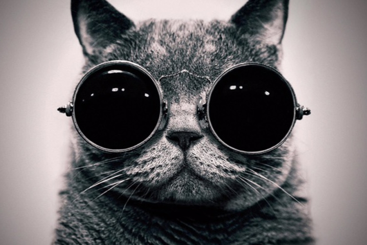 Primer plano de un gato con gafas oscuras.