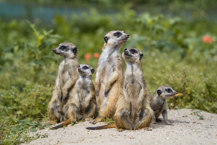 Fotografía de cinco suricatas.