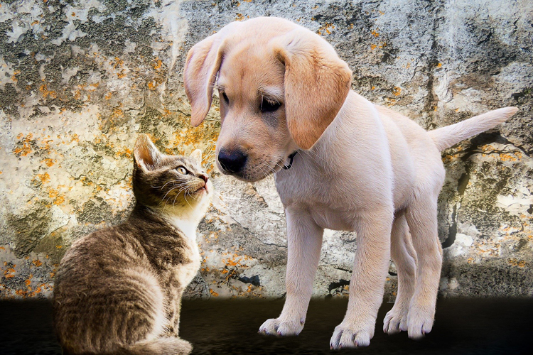 Fotografía: perro y gato acariciándose