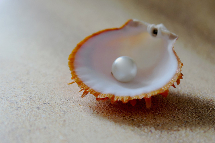 [Fotografía] Ostra abierta con una perla en su interior
