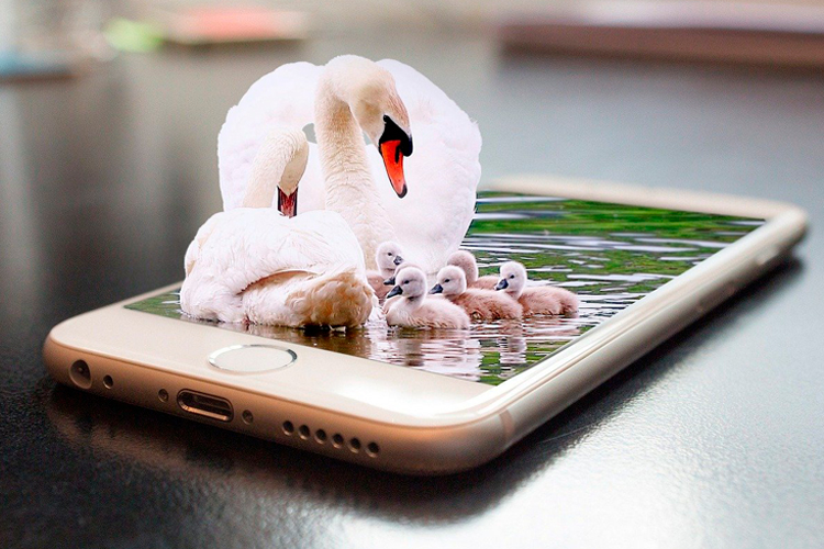 [fotografía] montaje fotográfico: familia de cisnes sobre aguas que conforman la pantalla de un teléfono celular