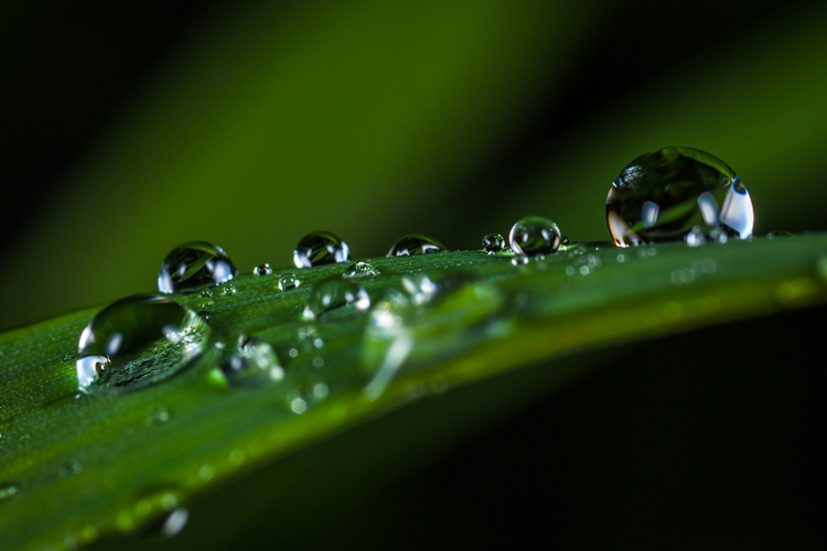 [fotografía] pequeñas gotas de agua aumentadas por visión microscópica, sobre una superficie vegetal de color verde