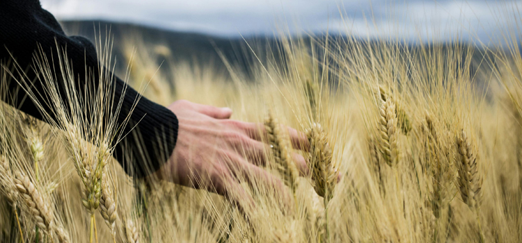 ruralidad <em>f.</em>