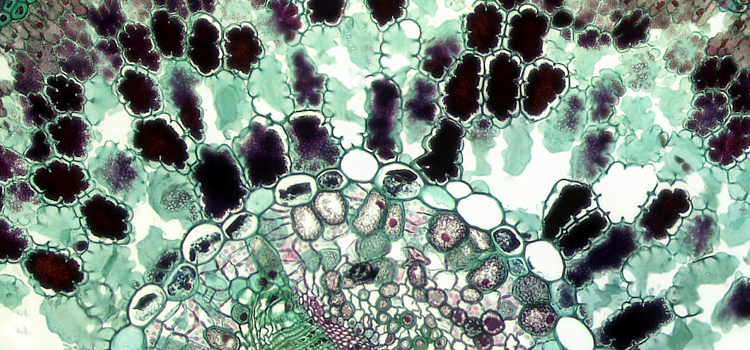 preembrión <em>m.</em> preembrión <em>m.</em>