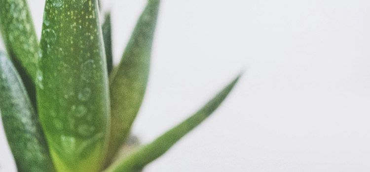 aloe vera <em>m.</em>