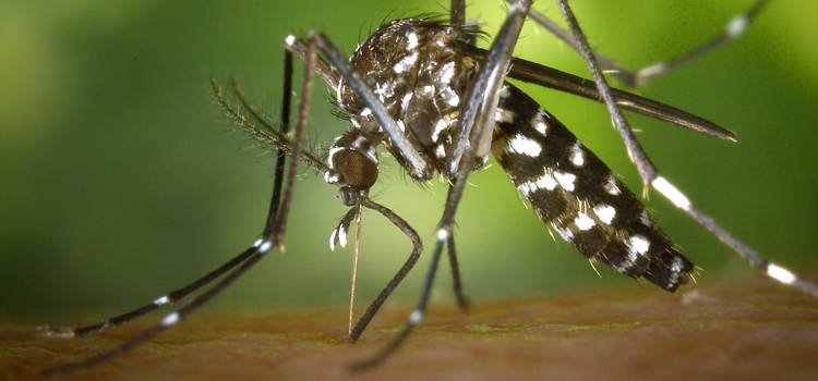 mosquito tigre <em>m.</em>